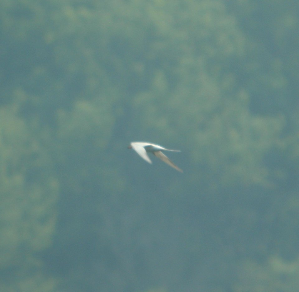 DSCN7420 c Forster's Tern Willow Slough FWA IN 6-30-2015
