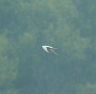 DSCN7420 c Forster's Tern Willow Slough FWA IN 6-30-2015 photo