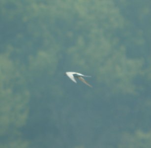 DSCN7420 c Forster's Tern Willow Slough FWA IN 6-30-2015