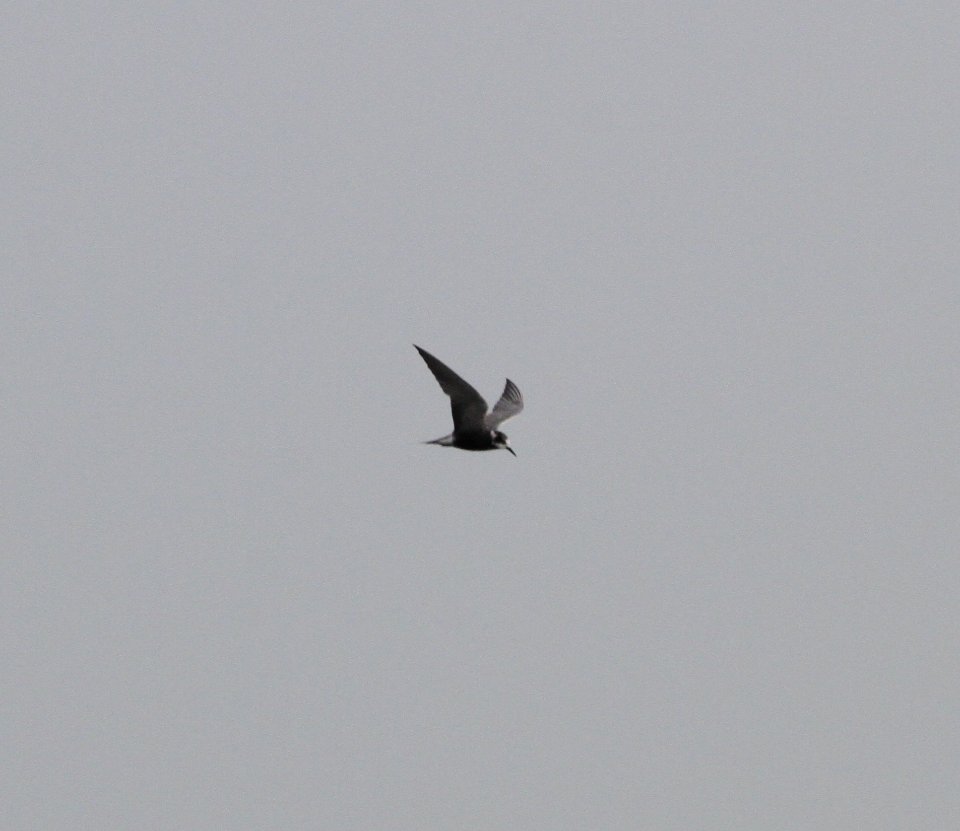IMG 0427 c Black Tern Whispering Willows Bourbonnais IL 7-11-2015