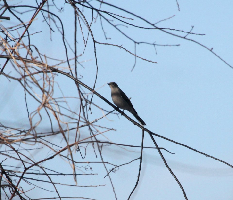 IMG 6444c Townsend's Solitaire Braidwood Lake IL 1-14-2016