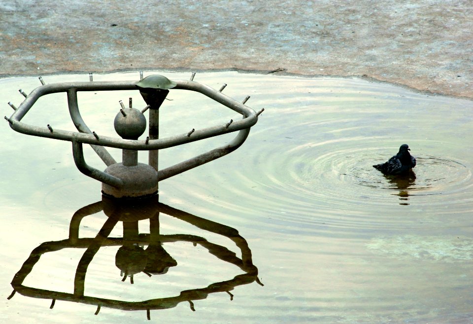 Sony Alpha A230 with Pentacon Electric 4/200 MC - Pigeon Bathing in Drying Fountain 1