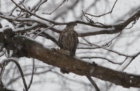IMG 2556c Sharp-shinned Hawk Hse Kankakee IL 12-4-2016
