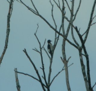DSCN8021 c Red-headed Woodpecker(Juv) LeVasseur Park Kankakee Co IL 8-21-2015