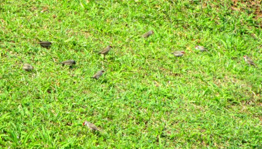 IMG 1217 c Common Waxbill Valley of the Temples Kaneohe HI 3-17-2015
