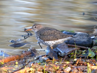 DSCN6368 c Spotted Sandpiper Kankakee IL 4-28-2015