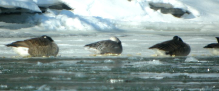 DSCN5731 c Snow Goose  Kankakee IL 3-5-2015