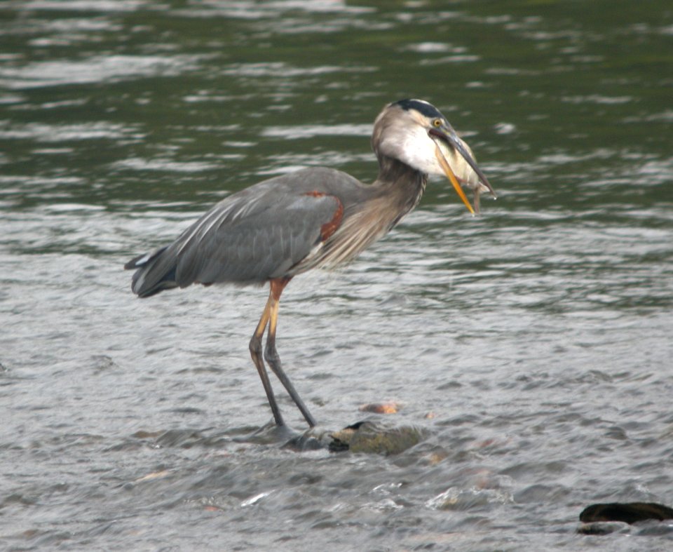 DSCN0652 c Great Blue Heron Kankakee IL 9-19-2013