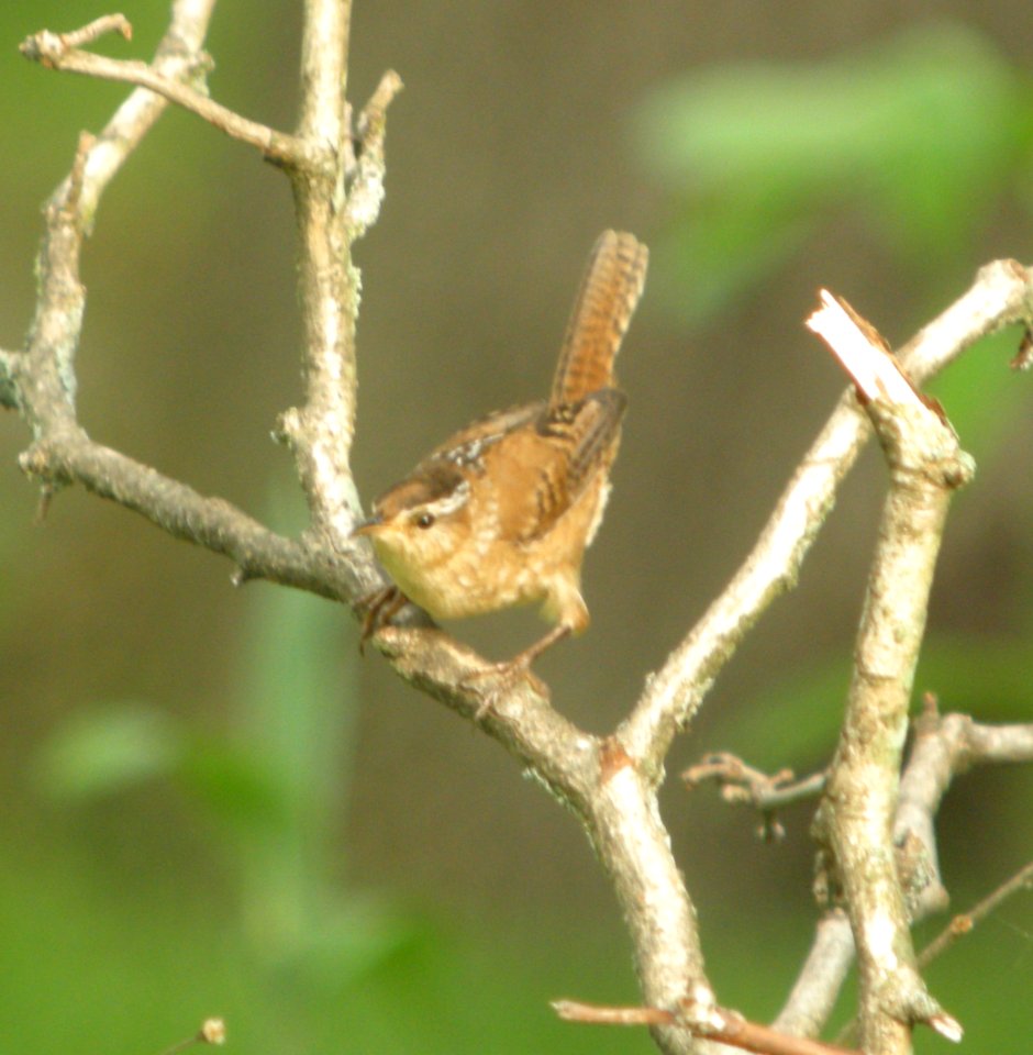 DSCN6556 c Marsh Wren Hse Kankakee IL 5-4-2015