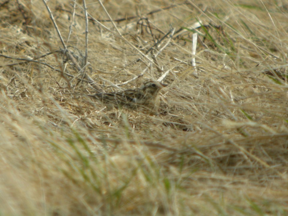 DSCN9880c Smith's Longspur (Molting) Whispering Willows Area Kankakee Co IL 4-9-2017