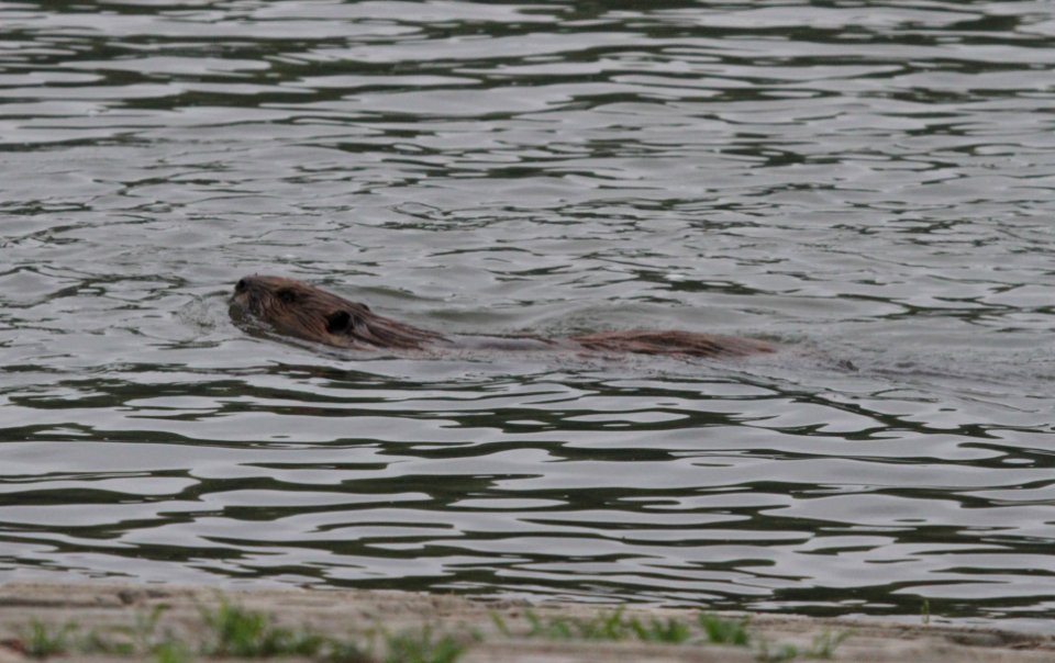 IMG 7488c Beaver Kankakee River SP Will Co IL 4-29-2016