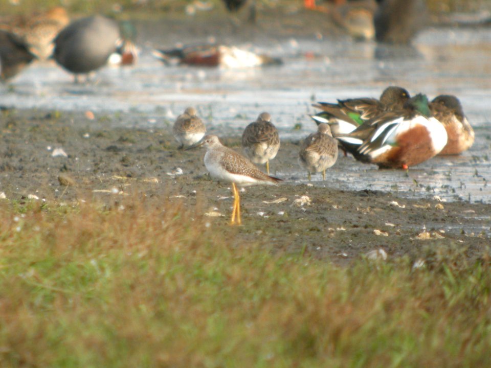 DSCN8955c Lesser Yellowlegs Whispering Willows Area Kankakee Co IL 10-30-2016
