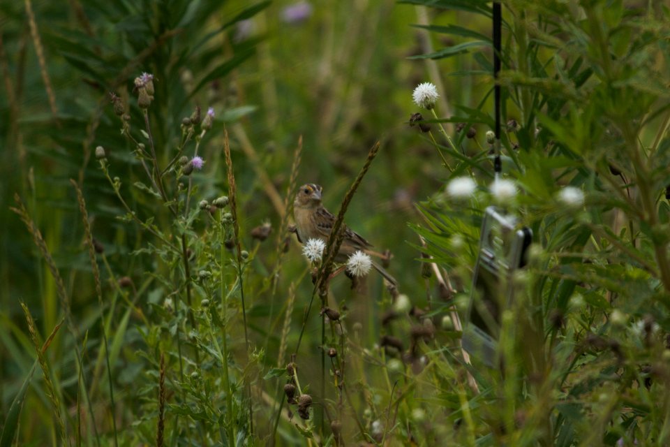 IMG 8445c Grasshopper Sparrow Schoeffner Farm Kankakee Co IL 7-22-2017