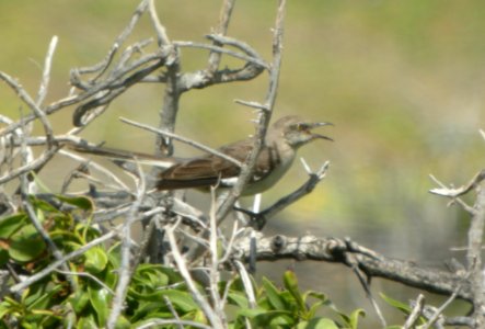 DSCN5885 c Northern Mockingbird  Ka'ena SP Honolulu Co HI 3-15-2015