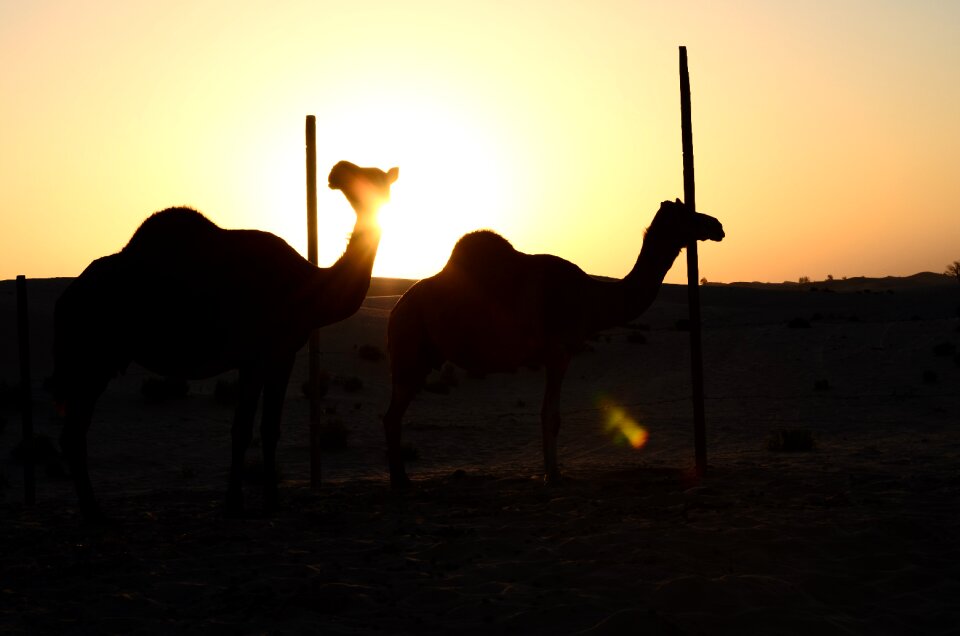 Desert abu dhabi camels