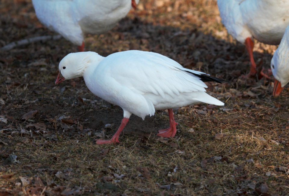 IMG 3427cg Ross's Goose Wilmington Dam Area IL 1-4-2017