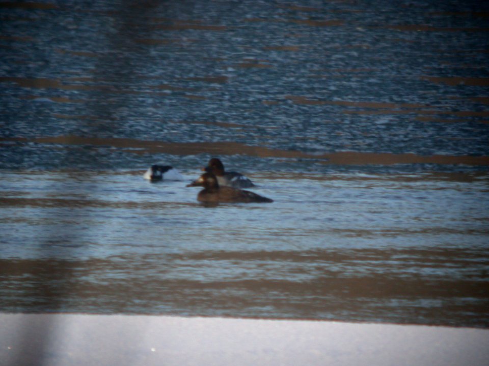 DSCN3313 WhwiSc Kankakee River SP IL 1-30-09