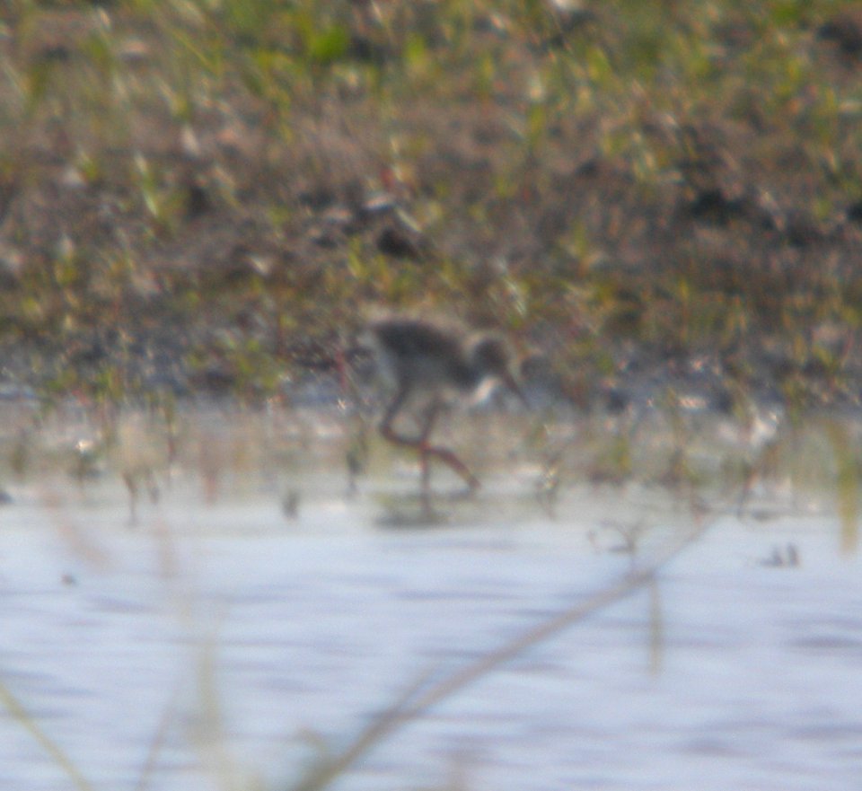 DSCN7803 c Black-necked Stilt Whispering Willows Kankakee IL 8-5-2015