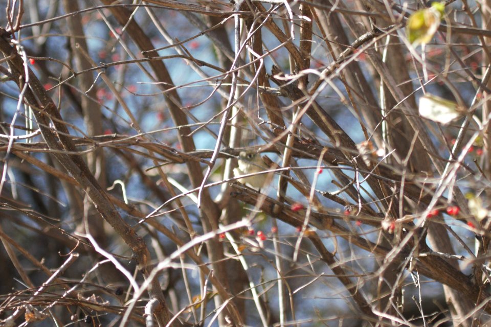 IMG 6436c Ruby-crowned Kinglet Metro-sewer Kankakee IL 12-10-2017