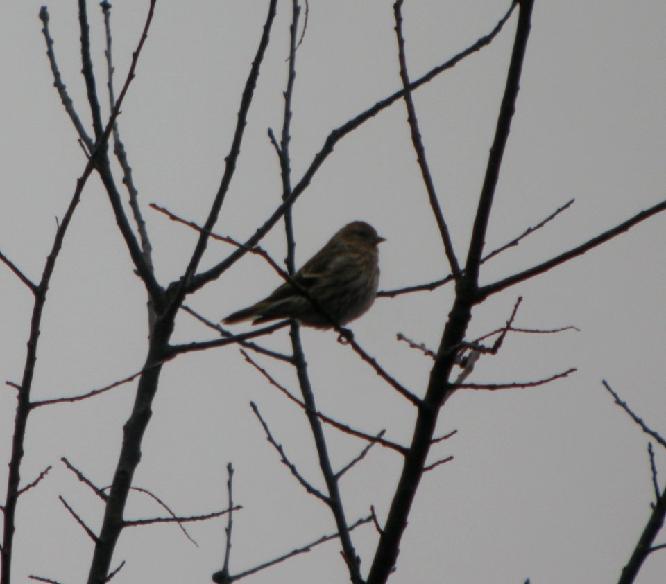 DSCN5412 c Pine Siskin Willlow Slough FWA IN 12-17-201