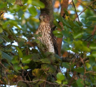 IMG 8756c Cooper's Hawk Perry Farm Bourbonnais IL 9-7-2016