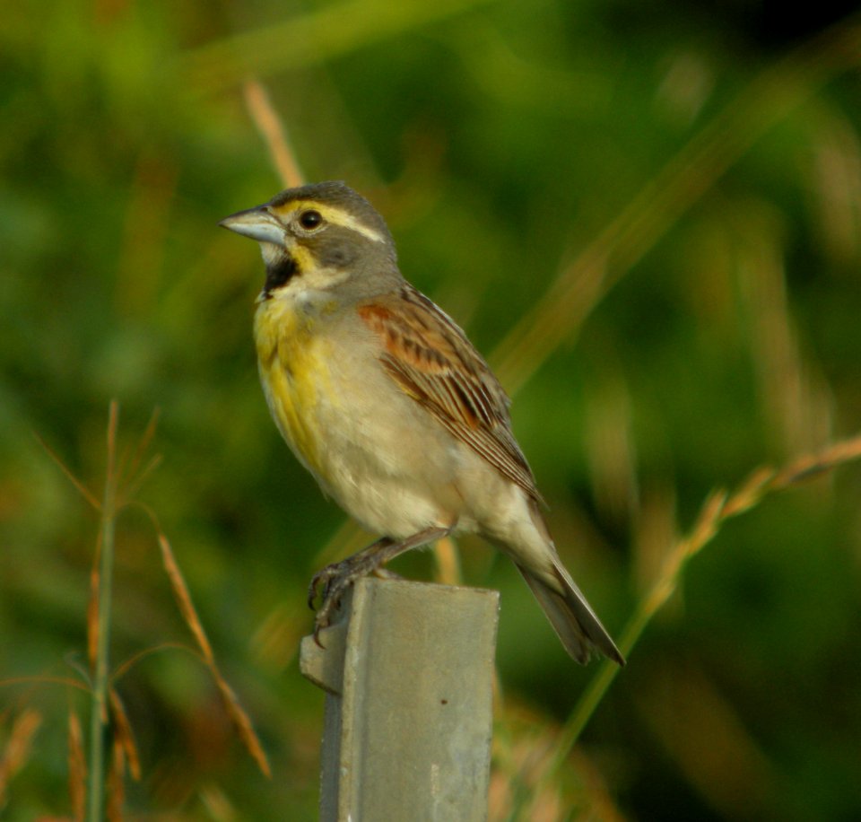 DSCN9166 c Dickcissel Kankakee Co IL 7-15-2013