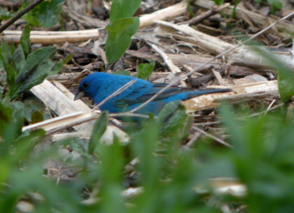 DSCN6502 c Indigo Bunting Hse Kankakee IL 5-3-2015
