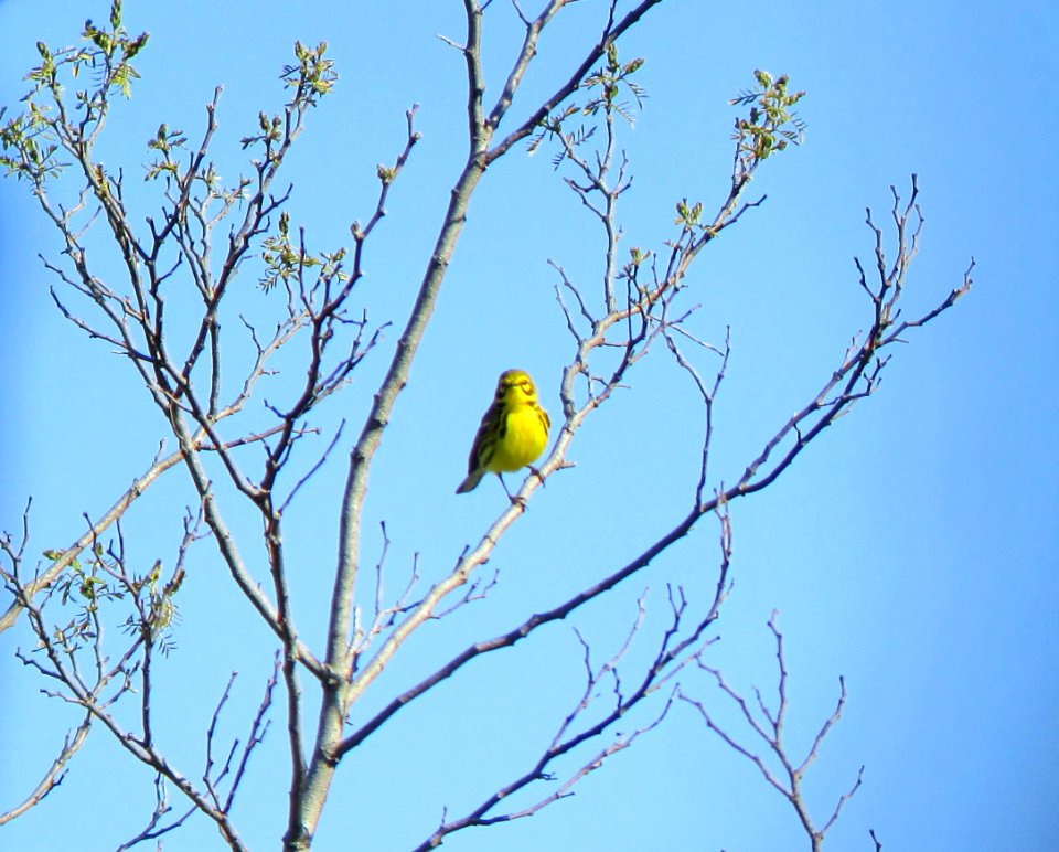 IMG 1517 c Prairie Warbler Mazonia Lakes Kankakee Co IL 5-13-2015