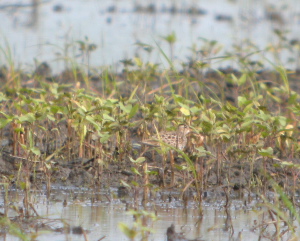 DSCN7498 c Pectoral Sandpiper Whispering Willows Bourbonnais IL 7-1-2015