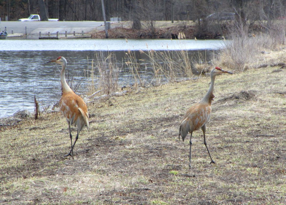IMG 1299 c Sandhill Crane Willow Slough FWA IN 3-30-2015