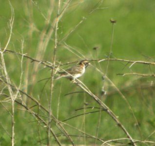 DSCN6159 c Lapland Longspur TNC Kankakee Sands IN 4-15-2015