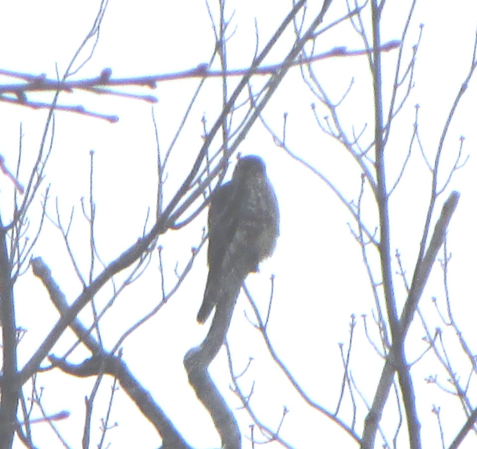 IMG 1057 c Merlin  Bourbonnais IL 1-27-2015