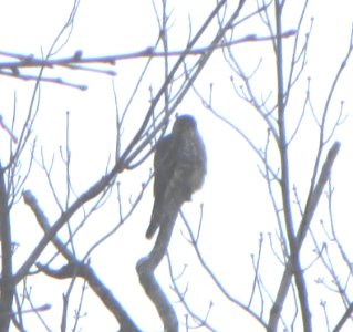 IMG 1057 c Merlin  Bourbonnais IL 1-27-2015