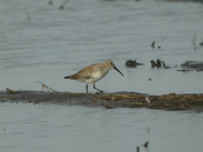 DSCN9664c Dunlin Willowhaven Area Kankakee Co IL 4-12-2018 photo