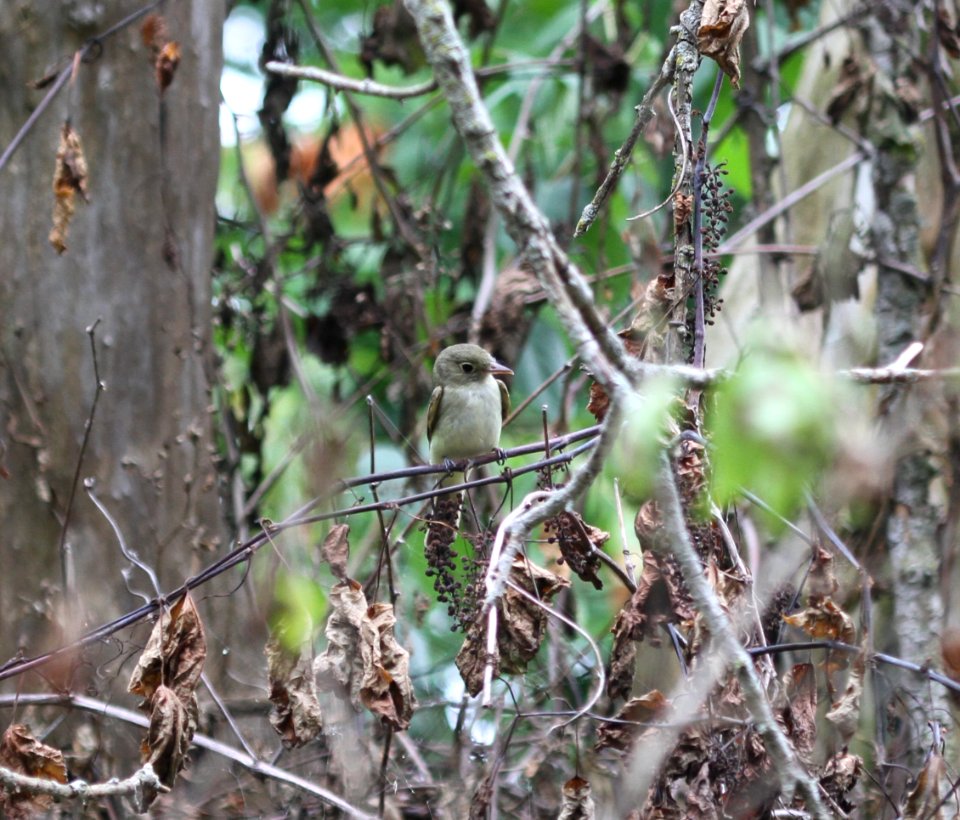 IMG 0026 c Acadian Flycatcher (Imm) Willow Slough FWA IN 6-19-2015