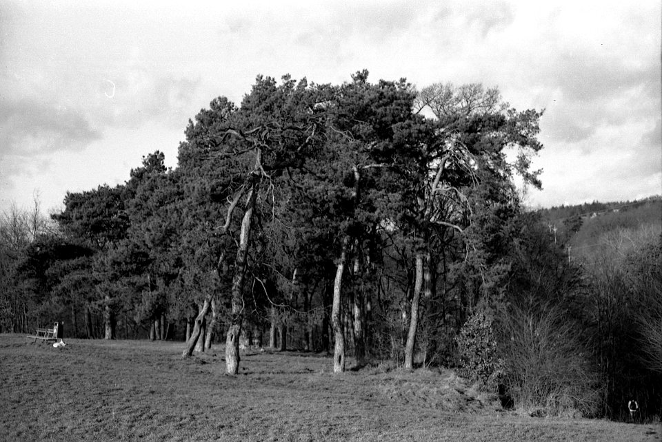 Canon EOS 30 - Pine Trees (Brno-Lesná)