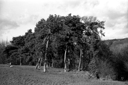 Canon EOS 30 - Pine Trees (Brno-Lesná)