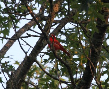 IMG 0238 c Summer Tanager Pembroke Twp Kankakee Co IL 7-4-2015