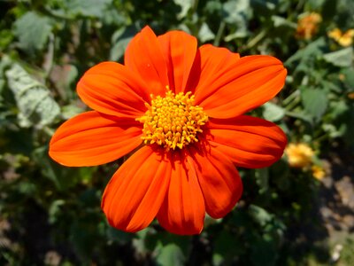 Summer july ornamental plants