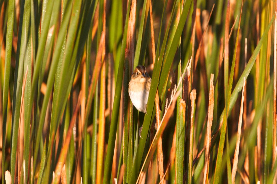 IMG 0451c Nelson's Sparrow Whispering Willows Area Kankakee Co IL 10-23-2016