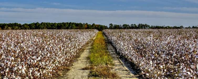 Cotton Field near Douglas, Georgia
