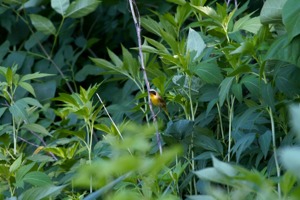 IMG 0712c Common Yellowthroat LeVasseur Park Kankakee IL 6-29-2018