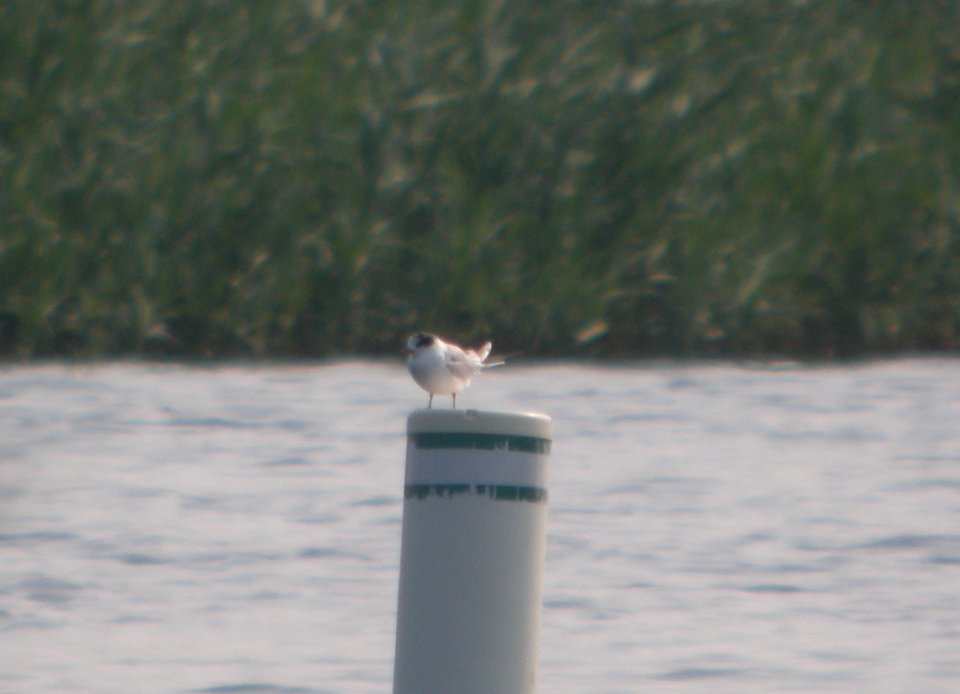 DSCN7412 c Forster's Tern Willow Slough FWA IN 6-30-2015