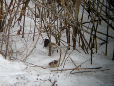 DSCN2698 c Dark-eyed Junco (Oregon race) Kankakee IL 3-11-2014 (Photo thru bins)