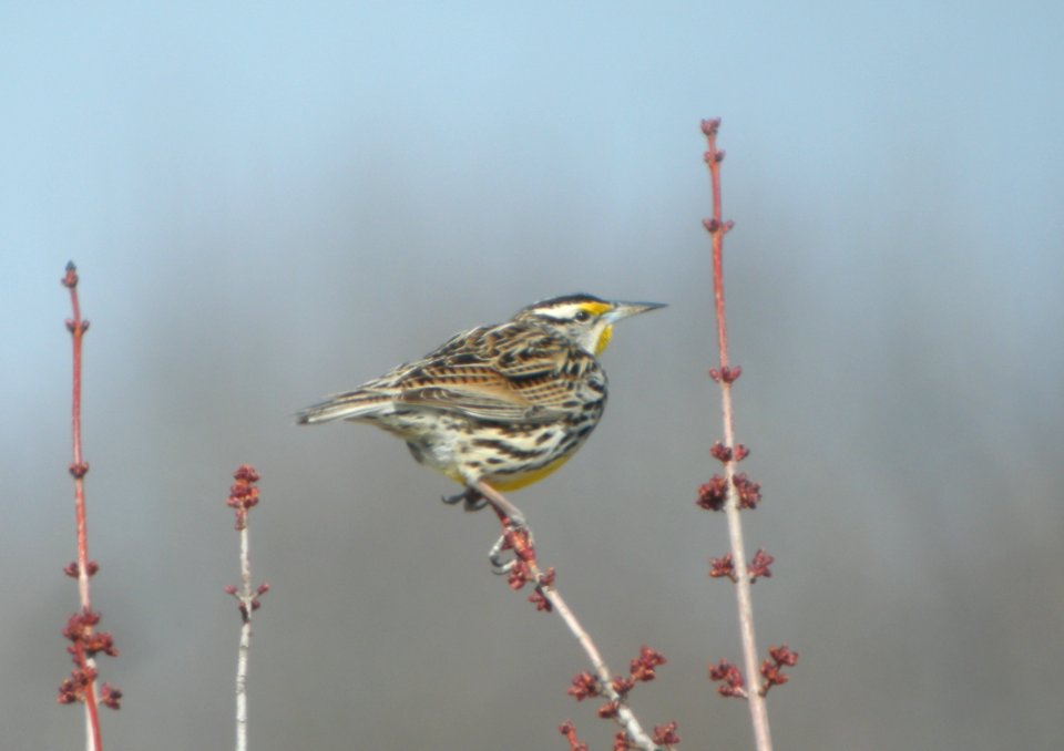 DSCN6071 c Eastern Meadowlark Perry Farm Bourbonnais IL 3-31-2015
