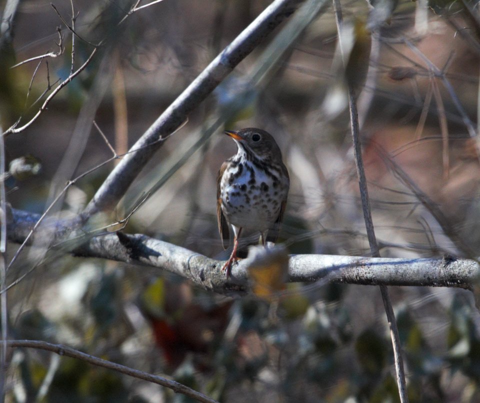 IMG 3391c Hermit Thrush Kankakee River SP Kankakee Co IL 12-31-2016