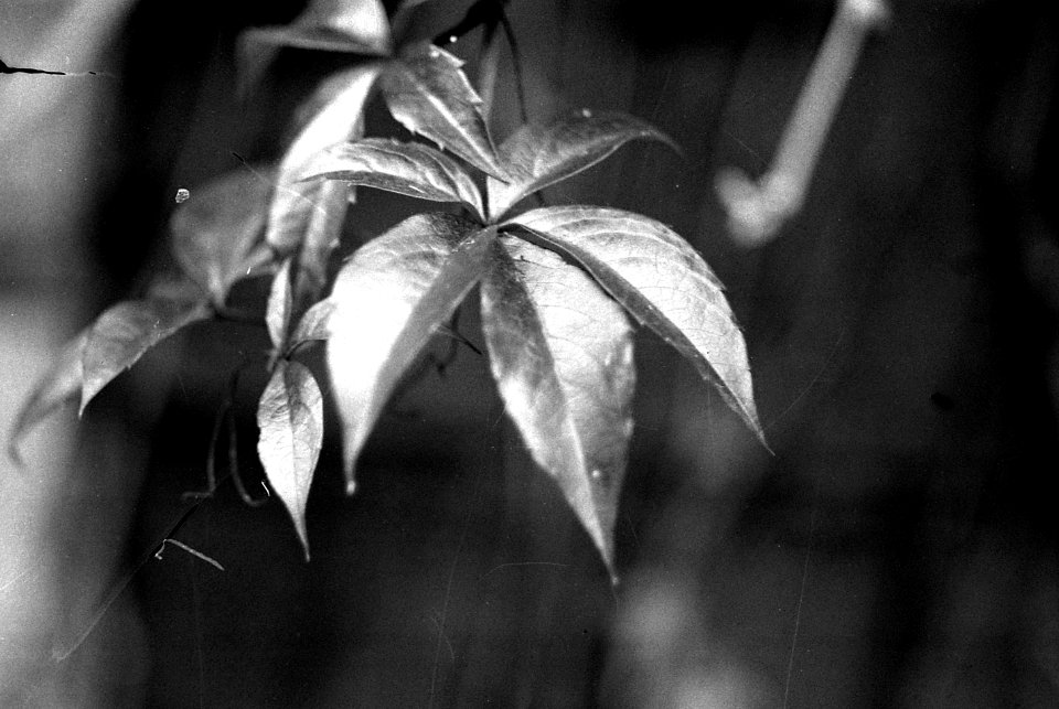 Exa + Tessar 2,8/50 - Beauties of Decay and Other Stories
