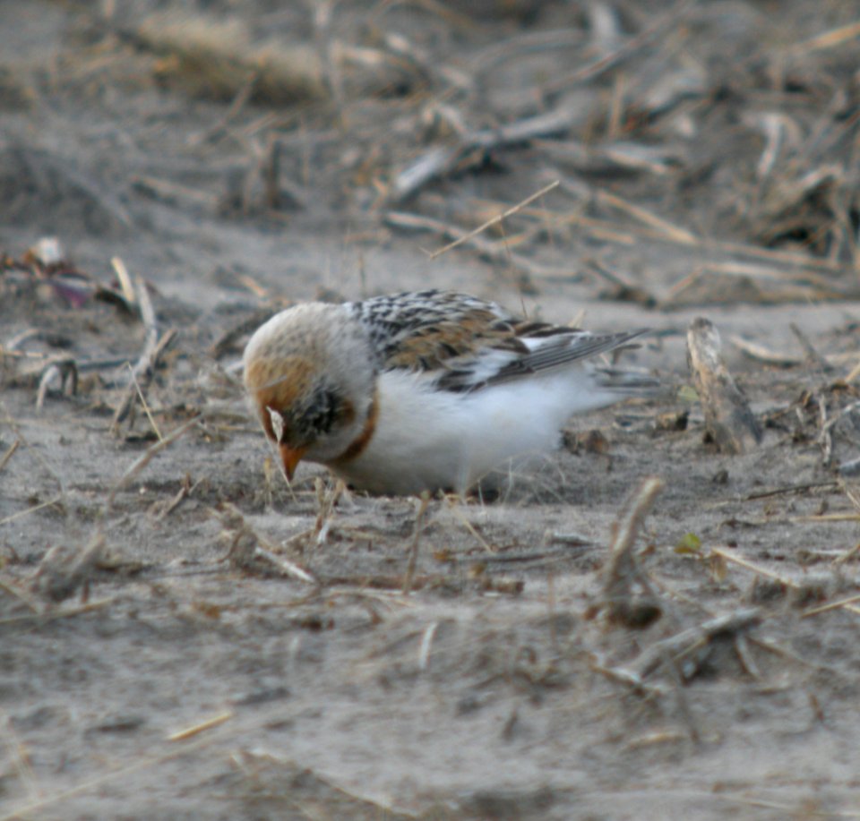 DSCN0844 c Snow Bunting  TNC Kankakee Sands IN 3-23-2014