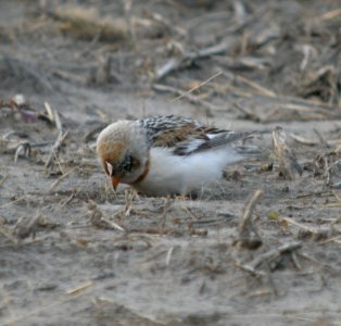 DSCN0844 c Snow Bunting  TNC Kankakee Sands IN 3-23-2014