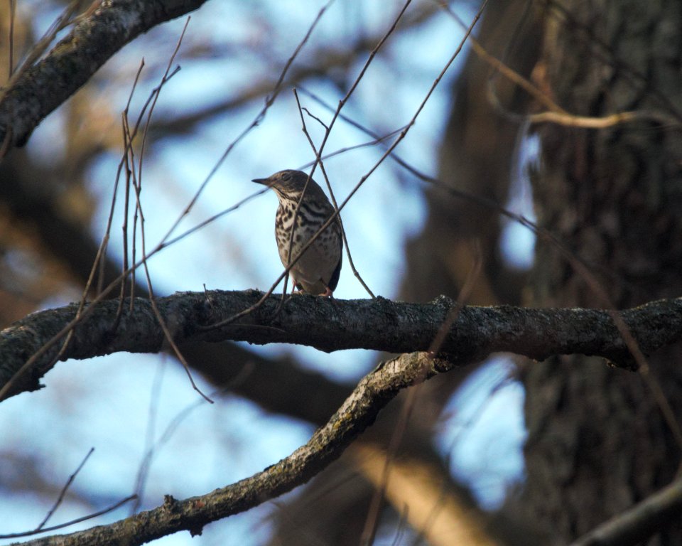 IMG 3342c Hermit Thrush Kankakee River SP Kankakee Co IL 12-28-2016